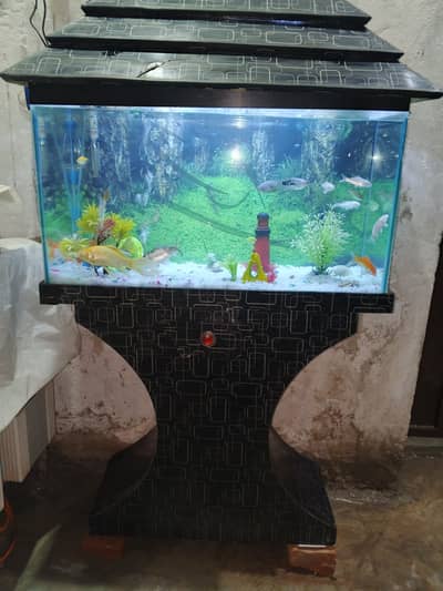 Fish aquarium with fish with air pump