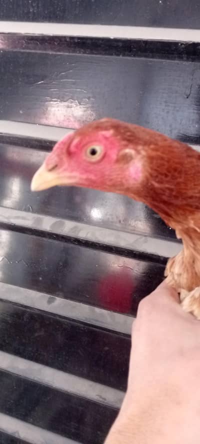 pure Sindhi ghr ki pli hui murgi he