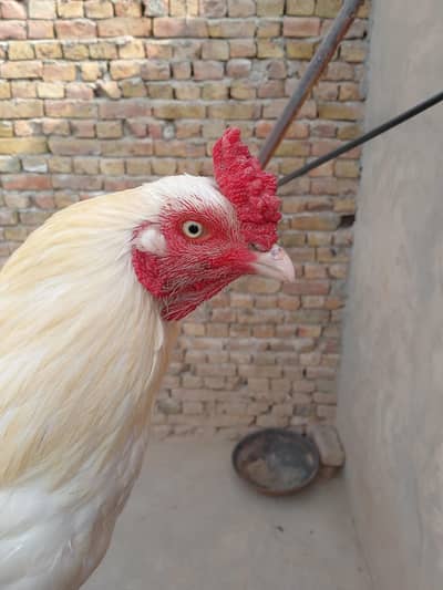 Hira aseel no exchange offer home breed