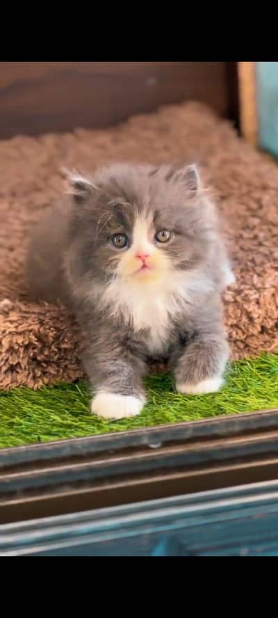 Persian cat vaccinated triple coted littler ternd WhatsApp 03317823482