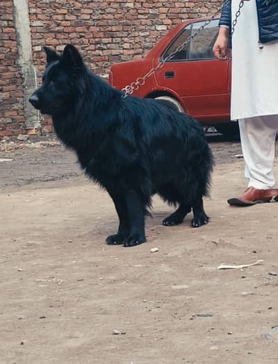 long coat male puppy available 7 month age for sale