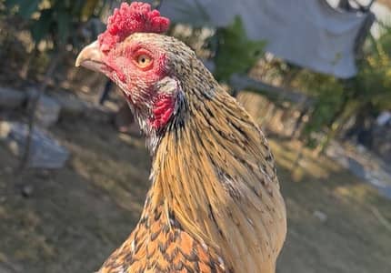 GOOD QUALITY ASEEL PATHA