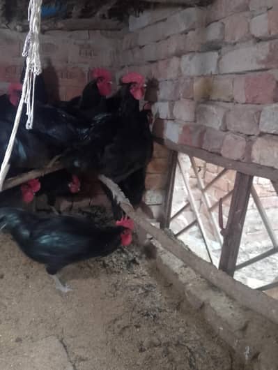 Male breeders of black Australorp