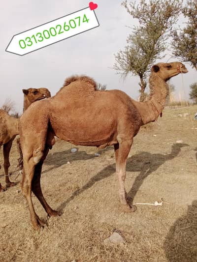 صدقے،عقیقے،قربانی،دودھ،سواری،شوقیہ پالنے،گوشت03125173572ل