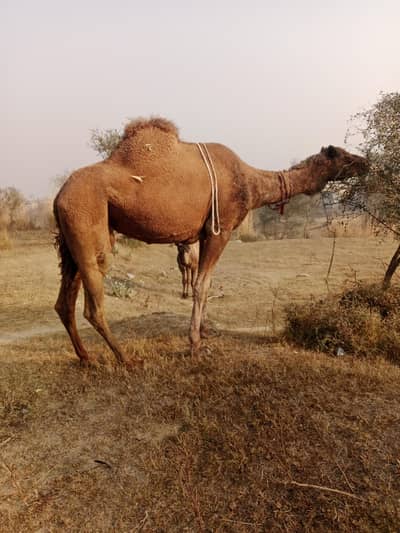 صدقے،عقیقے،قربانی،دودھ،سواری،شوقیہ پالنے،گوشت03125173572