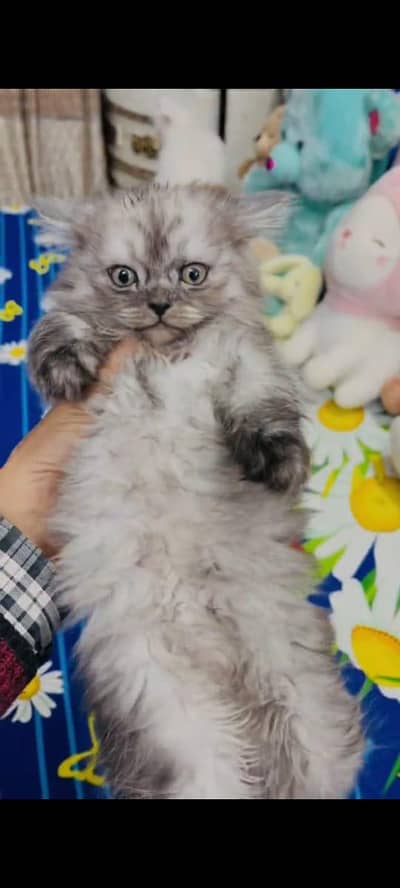 your Persian cat vaccinated triple coted and littler ternd/03317823482