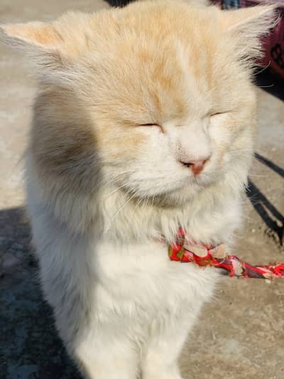 Persian Cat double coted
