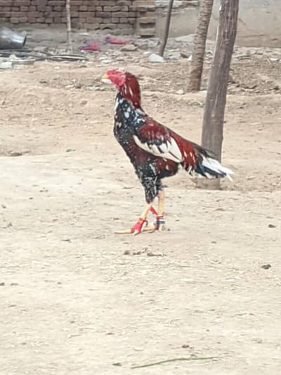 Aseel murga For sale