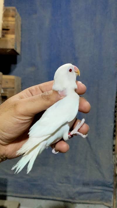 Albino Red Eyes | Blue Fisheries