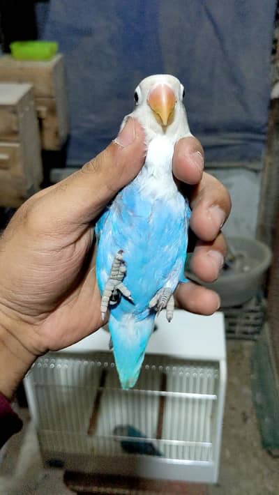 Albino Red Eyes | Blue Fisheries