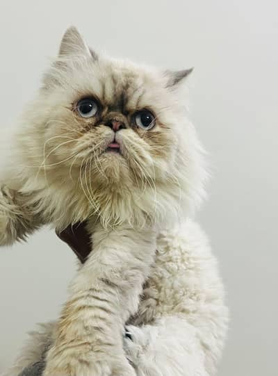 stud service available