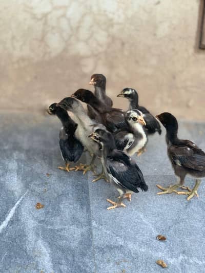 Thai super Locker & Burmi chicks Available location Lahore cargo