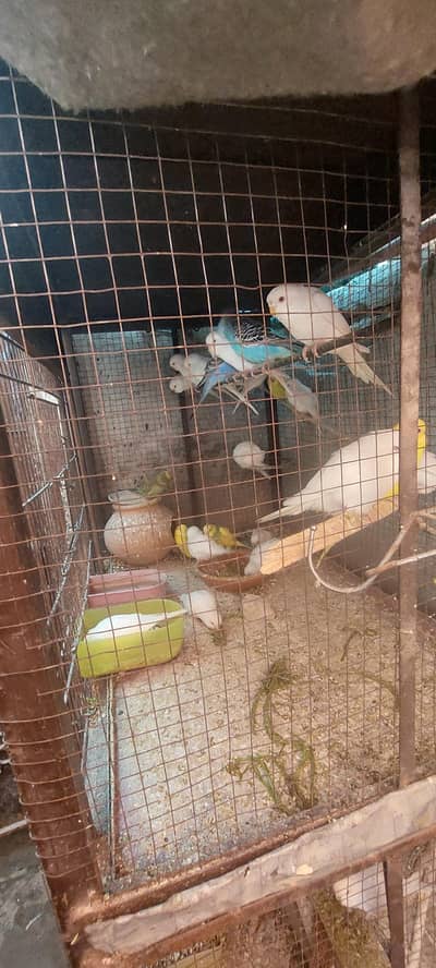 Healthy Red Eyes white budgie