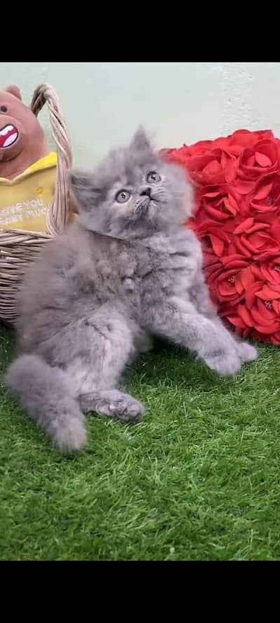 Persian kitten vaccinated triple coated WhatsApp 03317823482