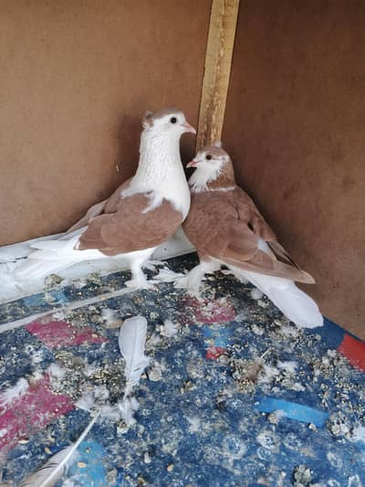 Lal Sherazi Yung pair