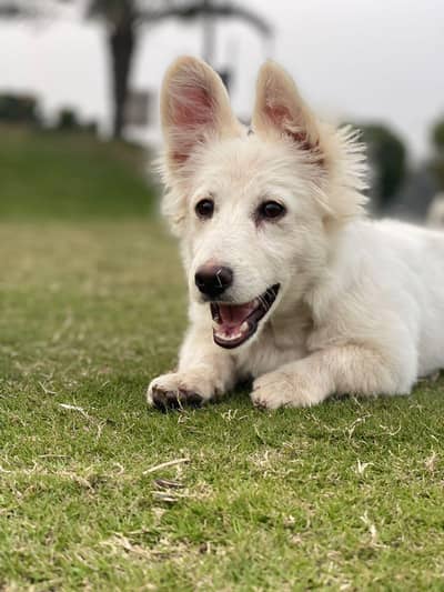 russain male for sale age 12 month argent sale