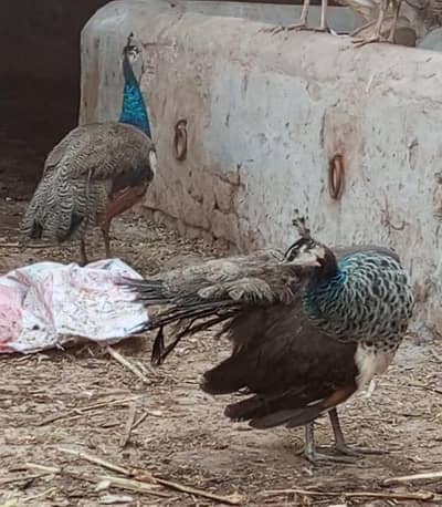 peacocks two pairs