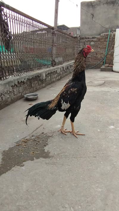 jawa aseel for sale 1 year patha  full active ( time pass not allowed)