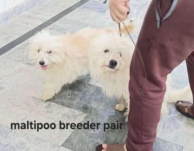 Maltese poodle/ maltipoo male female puppies available for sale