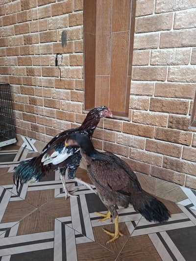 Phone number 03219477670