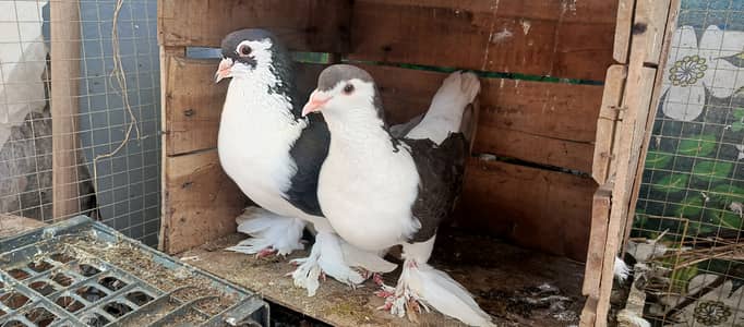 King Size Sherazi Pair Just 4500