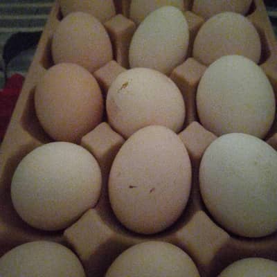 desi organic eggs