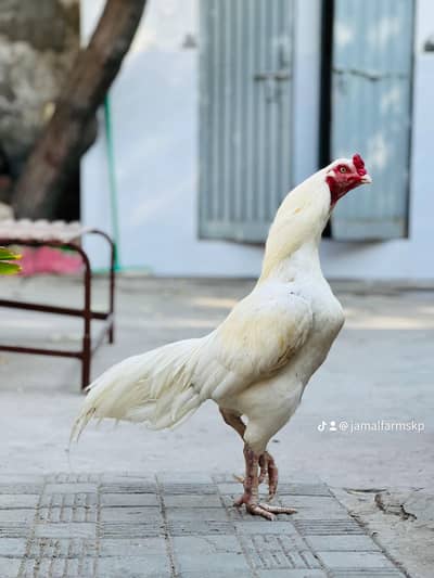 Heera Aseel | Set 1 Male and 2 Females