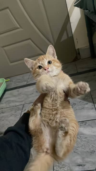 Triple Coat Male Kitten