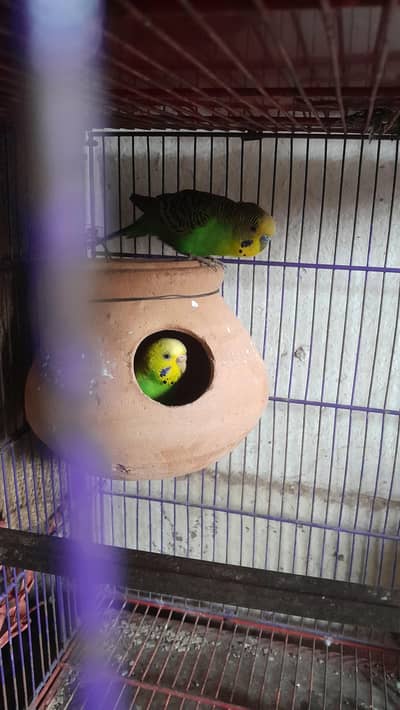 Healthy and Active Budgies Breeder Pair For sale