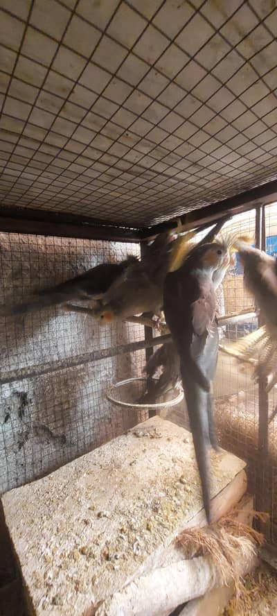 Gray Healthy cocktail