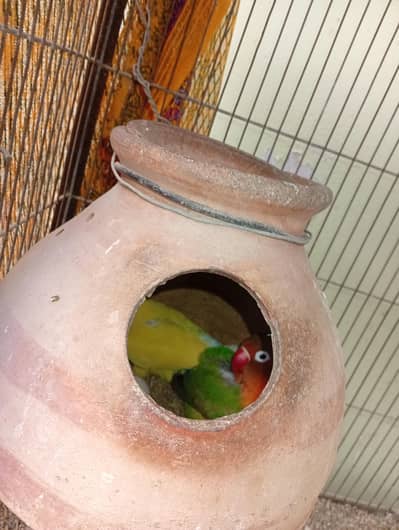 7 portions birds cage