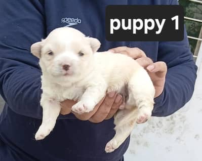 French toy poodle pedigree | imported puppies | available for sale