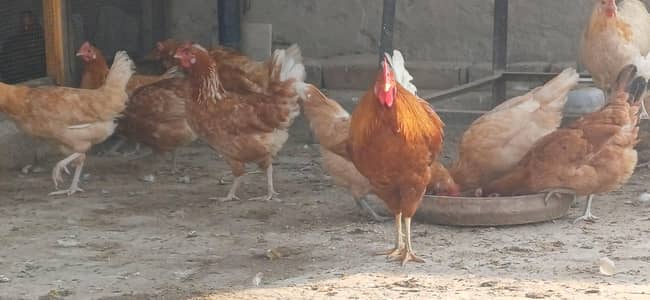 egg lying lohman brown hens and golden hen