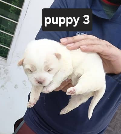 Maltese poodle maltipoo puppies | Russian Spitz Puppies |Dogs for sall