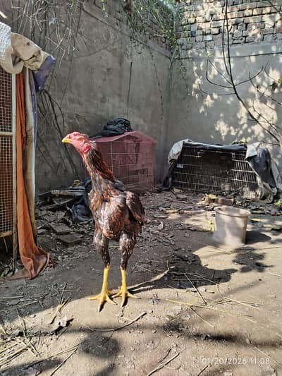 Shamo Patha | Shamo Aseel | Japanese Shamo | Shamo Chicks | Chick