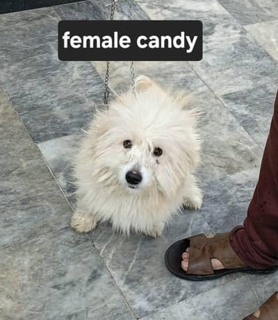 Maltese poodle maltipoo female Shitzu puppies for sale / dogs for sale