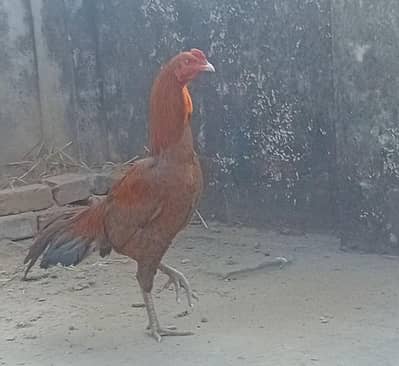 aseel thai patha murgha 03225643103