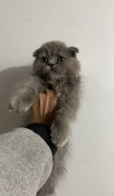 Scottish fold kittens