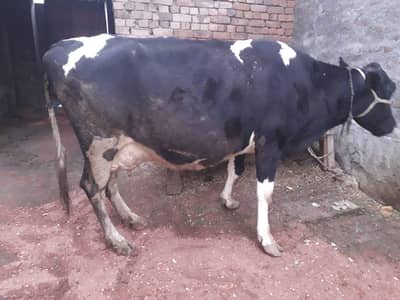 cow far sale