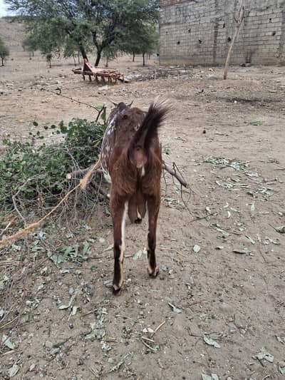 Goat for sale