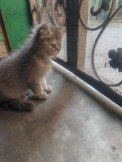 sami punch female fown colour long coated