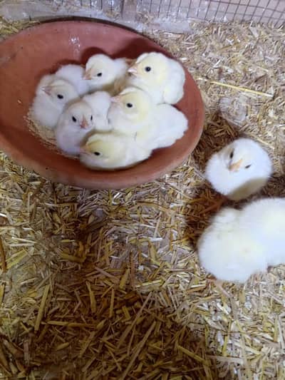 Heera Aseel Chicks per piece 1300 ( 03204661930  )