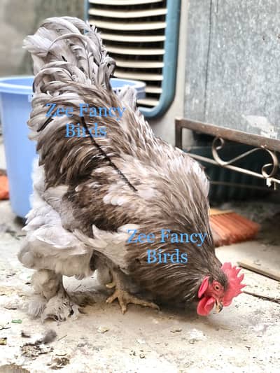 gray blue lavender coachin chiks chozy  Avaialablei