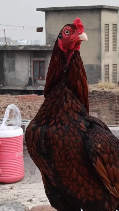 boht acha mughra hai