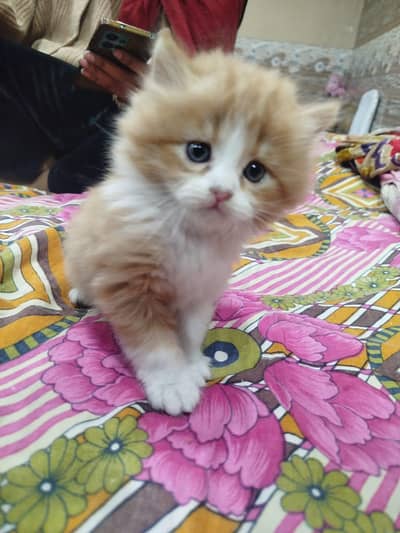 Persian Cat