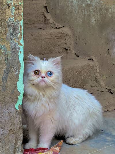 Persian Cat Blue Or Brown Eyes