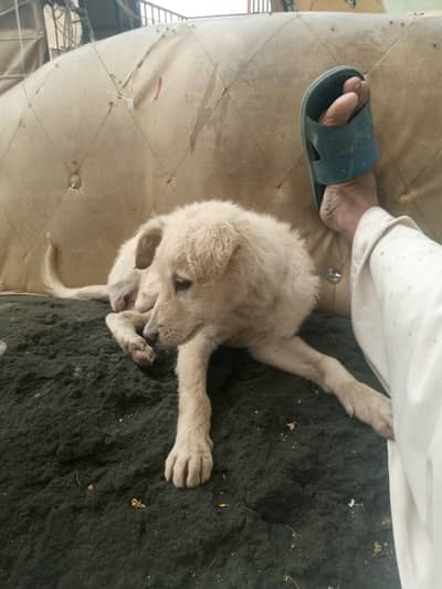 American Labrador breeder female available for sale