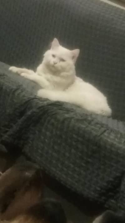 Male & Female persian cat