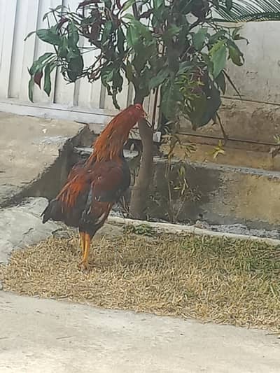 small size lakha murga