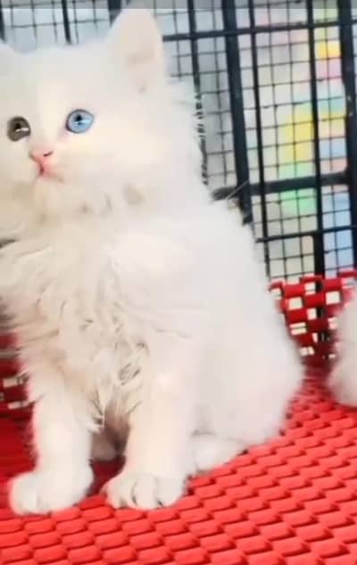Persian cat kitten for sale my WhatsApp 03472175246